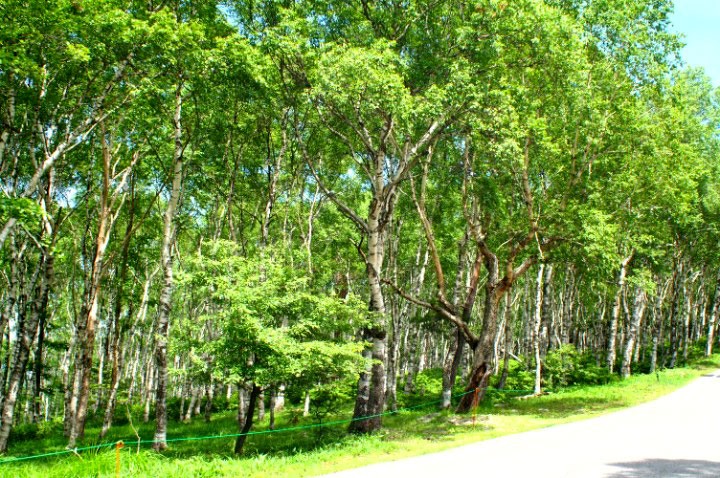 バイクツーリング　美ヶ原・ビーナスラインツーリング（白樺平の風景2「白い幹と緑の葉のコントラストが美しい」）