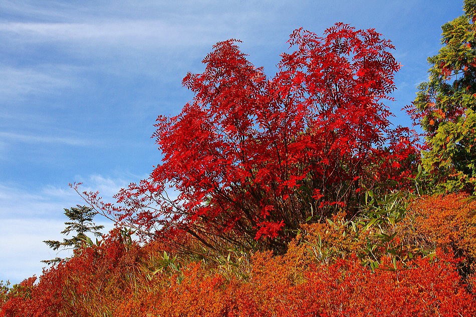 2012年　最高の紅葉を魅せる大猫平の赤く染まるモミジ