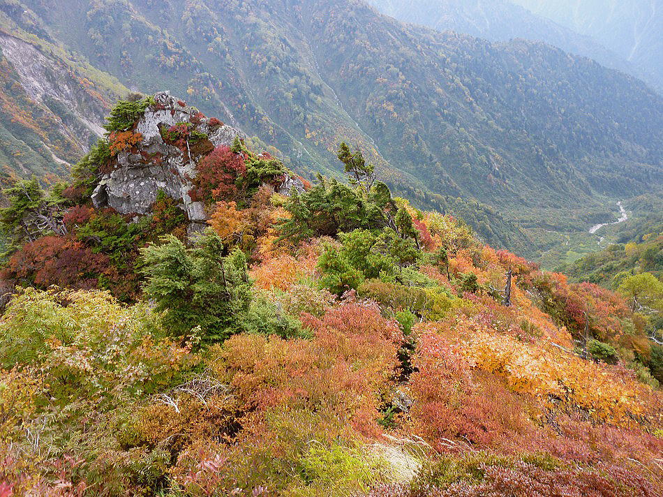 猫又山からブナクラ乗越に向う途中の斜面では最高の紅葉が