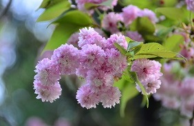 剱折戸菊桜