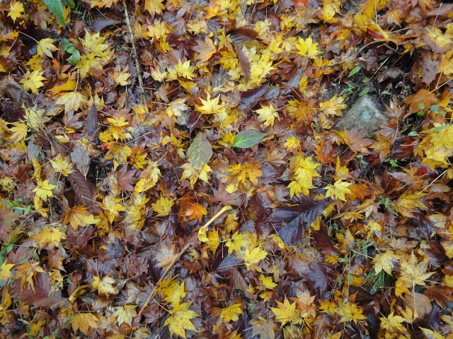 紅葉の時期が過ぎ落ち葉が多いので足を滑らせたりしないように十分注意が必要