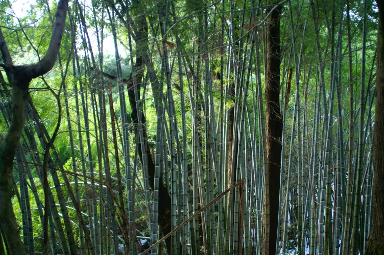 竹と竹が当たる心地よい音が聞こえてきます