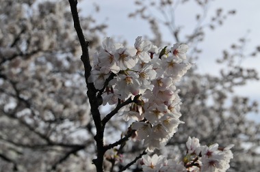 桜と富士山の両方を楽しめる贅沢コース