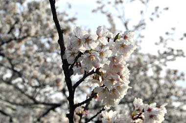 春になると桜並木のコースになる