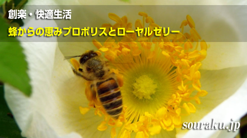 創楽 ローヤルゼリー プロポリスの効能 万能です 蜂からの恵み 創楽 快適生活