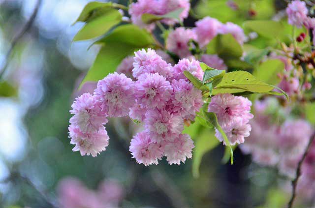 剱折戸菊桜の花写真2