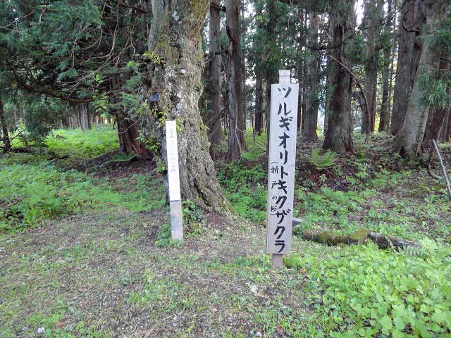 剱折戸菊桜の標識