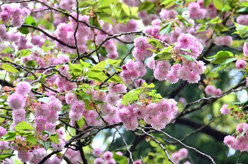 剱折戸菊桜の花写真1